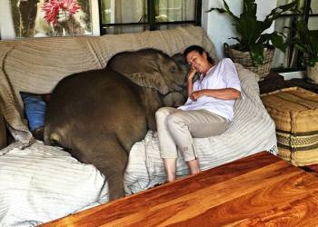 Un bébé éléphant ne peut pas s’empêcher de suivre sa sauveteuse après avoir été sauvé de la mort