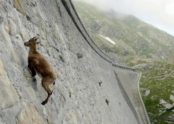 L’incroyable bouquetin des Alpes défie la gravité et grimpe un barrage (vidéo)