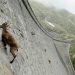 L’incroyable bouquetin des Alpes défie la gravité et grimpe un barrage (vidéo)