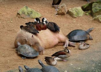 15 photos prouvent que le capybara peut se lier d’amitié avec toutes les autres espèces