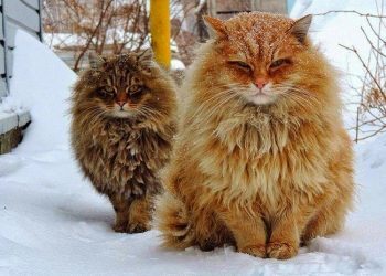 Les chats des forêts norvégiennes : Les animaux de compagnie des Vikings