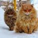 Les chats des forêts norvégiennes : Les animaux de compagnie des Vikings