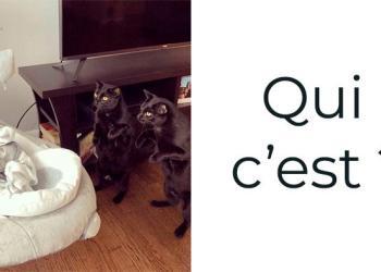 31 fois où les chats nous ont fait craquer