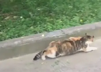 Les chats sont des chasseurs.