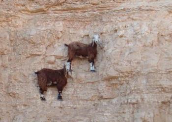 Top 15 des chèvres de montagne qui vous battent à plate couture en escalade