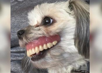 Un homme perd son dentier, regarde sous la table et voit un chien avec un sourire tout neuf