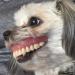 Un homme perd son dentier, regarde sous la table et voit un chien avec un sourire tout neuf
