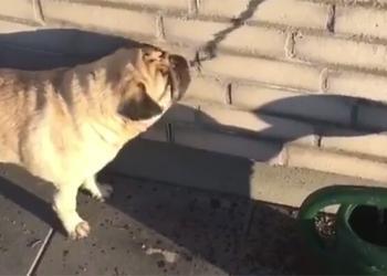 Voici la preuve que les chiens ont parfois besoin de notre aide.