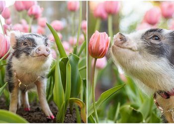 Voici un cochon dans des tulipes roses, pour illuminer votre journée