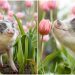 Voici un cochon dans des tulipes roses, pour illuminer votre journée