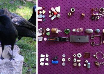 Des corbeaux apportent des cadeaux à une fillette de 8 ans qui les nourrit depuis 4 ans