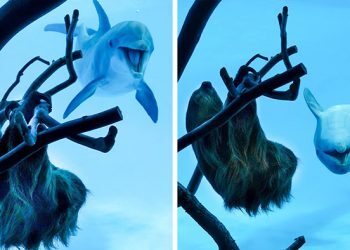 Ces dauphins ont perdu la tête de joie à la vue d’un paresseux