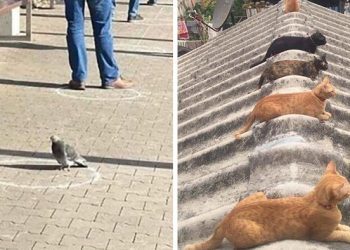 25 fois où les gens ont remarqué que les animaux suivaient les règles de distanciation sociale et ont décidé de partager les photos en ligne