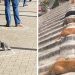 25 fois où les gens ont remarqué que les animaux suivaient les règles de distanciation sociale et ont décidé de partager les photos en ligne