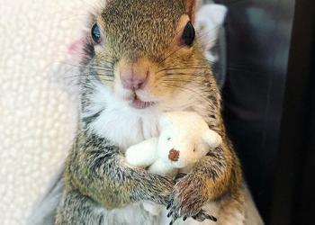 Cette écureuil sauvée de l’ouragan Isaac ne peut pas dormir sans son ours en peluche et les gens trouvent ça trop mignon