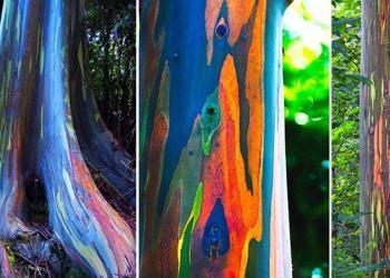 L’eucalyptus arc-en-ciel : Le plus bel arbre du monde