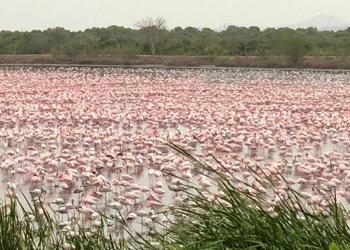 Plus de 150 000 flamants roses offrent un spectacle grandiose à Mumbai en Inde