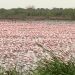 Plus de 150 000 flamants roses offrent un spectacle grandiose à Mumbai en Inde