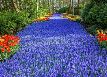 Le plus grand jardin fleuri de Hollande abonde de 7 millions de fleurs colorées