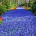 Le plus grand jardin fleuri de Hollande abonde de 7 millions de fleurs colorées