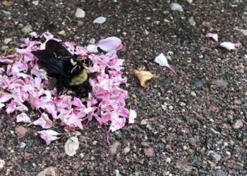 Des fourmis apportent des pétales de fleurs pour couvrir un bourdon mort et donner à l’abeille un « enterrement »