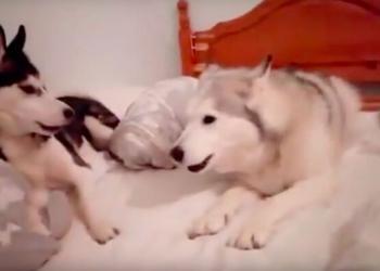 Deux huskys se disputent et font se plier de rire internet quand ils se « réconcilient »