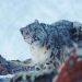 Le léopard des neiges, une espèce menacée, réapparaît. Sans les humains, il se sentait confiant