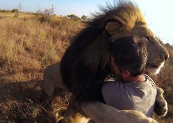 Cet homme est l’ami des lions et il n’hésite pas à les serrer dans ses bras dans cette vidéo impressionnante