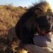 Cet homme est l’ami des lions et il n’hésite pas à les serrer dans ses bras dans cette vidéo impressionnante