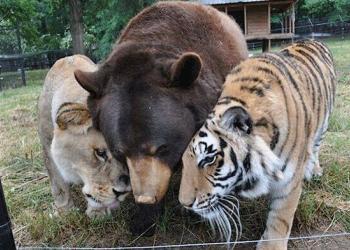 Un lion, un tigre et un ours deviennent des amis pour la vie après avoir été sauvés quand ils étaient bébés.