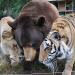Un lion, un tigre et un ours deviennent des amis pour la vie après avoir été sauvés quand ils étaient bébés.