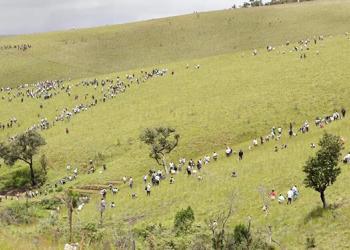 Madacascar plante 60 millions d’arbres dans une ambitieuse campagne inspirée par son président