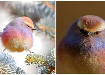 Découvrez la mésange de Sophie, l’oiseau aux belles couleurs de l’arc-en-ciel