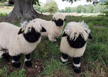 Les moutons Nez noir ressemblent à des peluches et font d’excellents animaux de compagnie