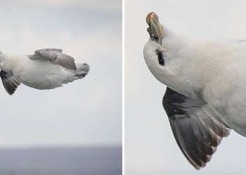 Une photographe capture accidentellement l’oiseau le plus heureux et le plus détendu au monde
