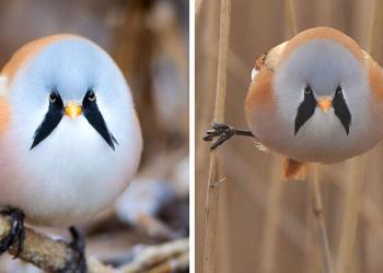 Ces oiseaux adorablement ronds, les panures à moustaches, peuvent faire des grands écarts parfaits