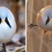 Ces oiseaux adorablement ronds, les panures à moustaches, peuvent faire des grands écarts parfaits