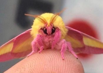 Ces papillons de nuit couleur oeuf de Pâques pourraient bien être les plus beaux insectes du monde