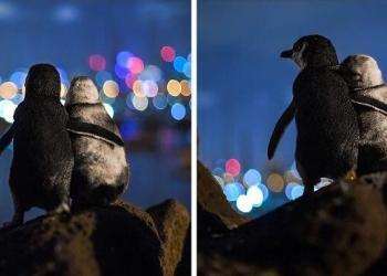 Un photographe prend en photo deux pingouins veufs regardant ensemble la ligne d’horizon de Melbourne