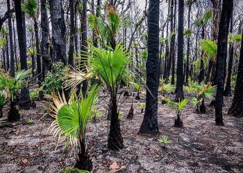La vie trouve toujours un chemin : Photos après les feux de brousse australiens