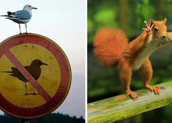 Ces 33 photos prises au meilleur moment sont stupéfiantes