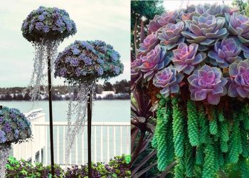 Les méduses-succulentes transformeront votre jardin en un aquarium d’un autre monde
