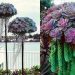 Les méduses-succulentes transformeront votre jardin en un aquarium d’un autre monde