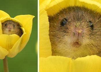 Un photographe passe sur la pointe des pieds à travers des tulipes pour photographier des souris (20 photos)