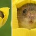 Un photographe passe sur la pointe des pieds à travers des tulipes pour photographier des souris (20 photos)