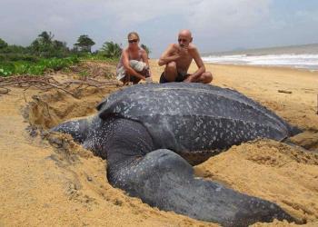 La plus grande tortue de mer du monde émerge de la mer et c’est étonnant