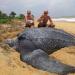 La plus grande tortue de mer du monde émerge de la mer et c’est étonnant