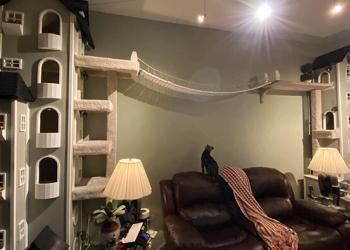 Un homme construit deux tours pour ses chats et tant de gens les veulent qu’il va commencer à vendre les plans de construction