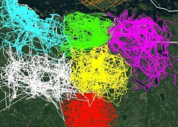 Cette animation montre à quel point les meutes de loups s’évitent