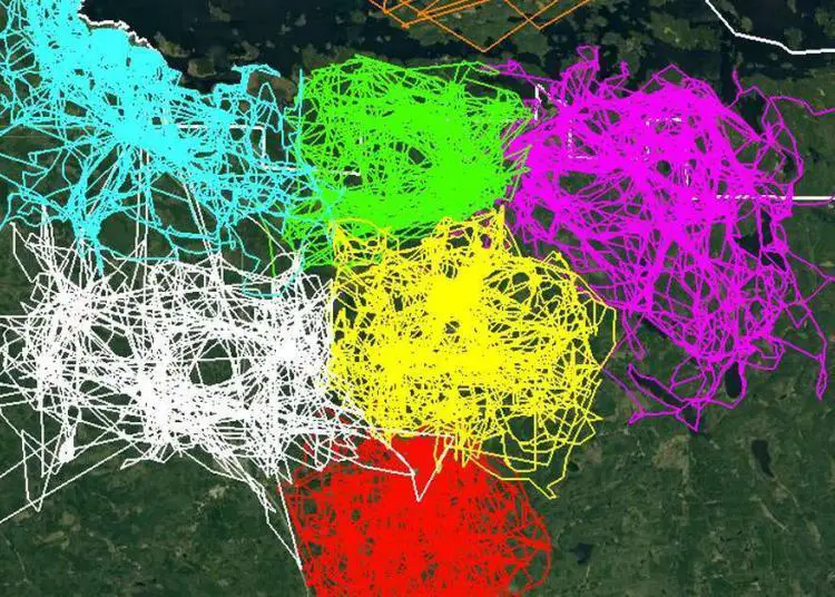 Cette animation montre à quel point les meutes de loups s’évitent